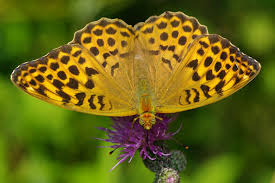 Attēlu rezultāti vaicājumam “Argynnis paphia female”