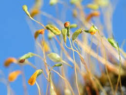 Attēlu rezultāti vaicājumam “Funariales”