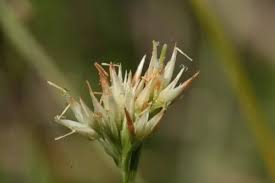 Attēlu rezultāti vaicājumam “Rhynchospora alba”