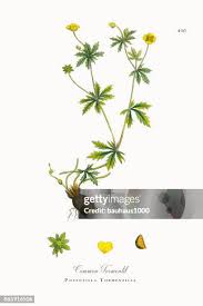 Image result for Potentilla tormentilla
