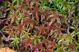 Attēlu rezultāti vaicājumam “Sphagnum russowii”