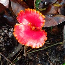 Attēlu rezultāti vaicājumam “Hygrocybe sp.”