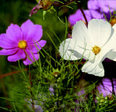 Image result for Cosmos bipinnatus
