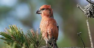 Attēlu rezultāti vaicājumam “Loxia pytyopsittacus male”