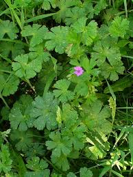 Attēlu rezultāti vaicājumam “Geranium pyrenaicum”