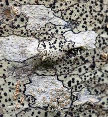 Attēlu rezultāti vaicājumam “Lecanora carpinea”