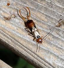 Attēlu rezultāti vaicājumam “Forficula auricularia male”