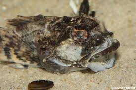 Image result for Myoxocephalus scorpius