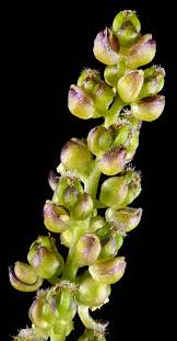 Attēlu rezultāti vaicājumam “Triglochin palustre flower”