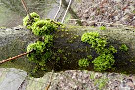 Attēlu rezultāti vaicājumam “Orthotrichum lyellii”