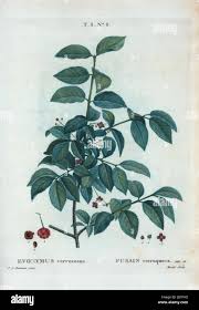 Attēlu rezultāti vaicājumam “Euonymus verrucosus fruit”