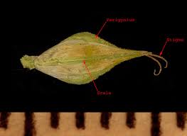 Attēlu rezultāti vaicājumam “Perichaena corticalis sessile”