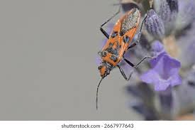 Attēlu rezultāti vaicājumam “Corizus hyoscyami”