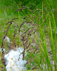 Attēlu rezultāti vaicājumam “Glyceria lithuanica”