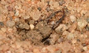 Attēlu rezultāti vaicājumam “Myrmeleontidae larva”