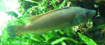 Image result for Labrus mixtus