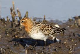 Image result for Calidris ruficollis