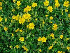 Attēlu rezultāti vaicājumam “Helianthemum nummularium fruit”