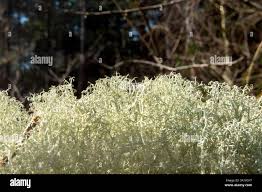 Attēlu rezultāti vaicājumam “Cladonia ciliata”