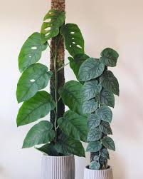 Attēlu rezultāti vaicājumam “Melandrya dubia”