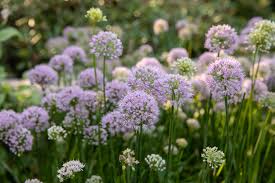 Attēlu rezultāti vaicājumam “Allium cepa flower”
