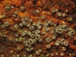 Attēlu rezultāti vaicājumam “Hyphodiscus hymeniophilus”