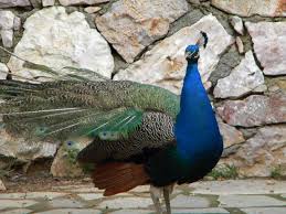 Attēlu rezultāti vaicājumam “Galliformes”
