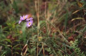 Attēlu rezultāti vaicājumam “Symphyotrichum x salignum”