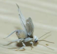 Attēlu rezultāti vaicājumam “Coniopterygidae”