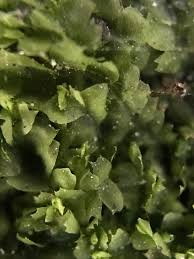 Attēlu rezultāti vaicājumam “Lophocolea coadunata”