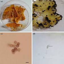 Attēlu rezultāti vaicājumam “Physarum flavicomum macro”