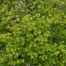 Attēlu rezultāti vaicājumam “Ribes alpinum”