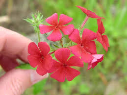 Image result for Phlox drummondii