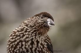 Image result for Nucifraga caryocatactes