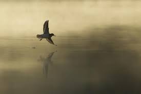 Attēlu rezultāti vaicājumam “Actitis hypoleucos adult”