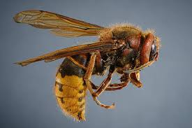 Attēlu rezultāti vaicājumam “Vespa crabro”