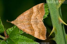 Attēlu rezultāti vaicājumam “Hypena proboscidalis”
