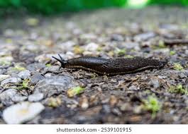 Attēlu rezultāti vaicājumam “Limax cinereoniger”