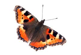 Image result for Small Tortoiseshell