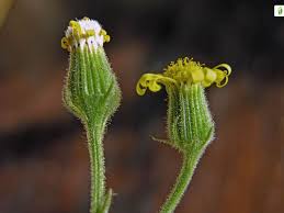 Attēlu rezultāti vaicājumam “Senecio viscosus fruit”