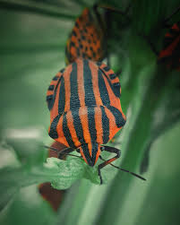 Attēlu rezultāti vaicājumam “Graphosoma lineatum”