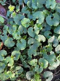 Attēlu rezultāti vaicājumam “Alliaria petiolata leaf”