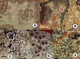 Attēlu rezultāti vaicājumam “Lecanora albella”