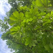 Attēlu rezultāti vaicājumam “Aesculus hippocastanum leaf”