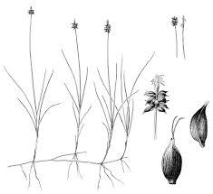 Attēlu rezultāti vaicājumam “Carex dioica”