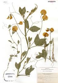 Image result for Lathyrus odoratus