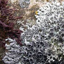 Attēlu rezultāti vaicājumam “Physcia aipolia”