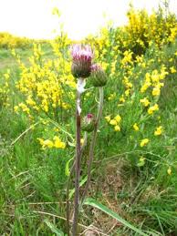Attēlu rezultāti vaicājumam “Cirsium heterophyllum”