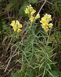 Image result for Linaria vulgaris