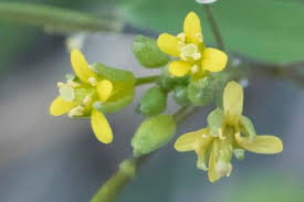 Attēlu rezultāti vaicājumam “Sisymbrium volgense flower”